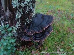 Attēlu rezultāti vaicājumam “Ischnoderma benzoinum”