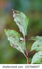 Attēlu rezultāti vaicājumam “Tranzschelia anemones”