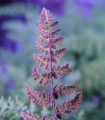 Attēlu rezultāti vaicājumam “Licea chelonoides sessile”