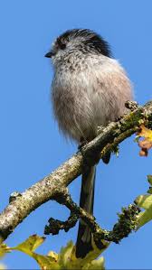Attēlu rezultāti vaicājumam “Aegithalos caudatus adult”