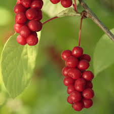 Attēlu rezultāti vaicājumam “Schisandra chinensis”