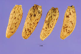 Attēlu rezultāti vaicājumam “Arctium lappa”