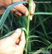 Attēlu rezultāti vaicājumam “Phragmites communis leaf”