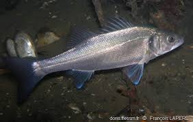 Image result for Dicentrarchus labrax