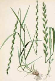 Attēlu rezultāti vaicājumam “Lolium perenne”