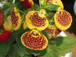 Image result for Calceolaria