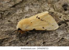 Attēlu rezultāti vaicājumam “Spilosoma lutea”