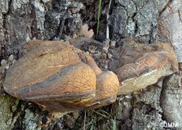 Attēlu rezultāti vaicājumam “Buglossoporus quercinus”