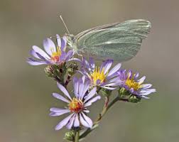 Attēlu rezultāti vaicājumam “Lathyrus palustris bud”