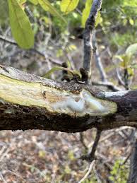 Attēlu rezultāti vaicājumam “Lycogala botrydium sessile”