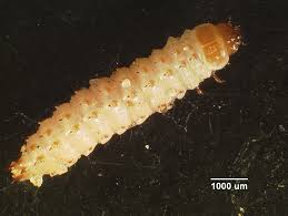 Attēlu rezultāti vaicājumam “Eupithecia subumbrata larva”