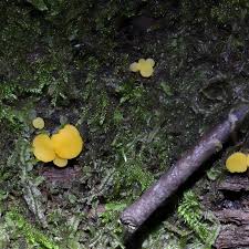 Attēlu rezultāti vaicājumam “Bisporella citrina”