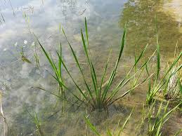 Attēlu rezultāti vaicājumam “Sparganium neglectum”