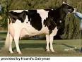 Breeds of Livestock - Holstein Cattle