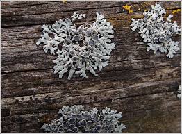 Attēlu rezultāti vaicājumam “Physcia aipolia”