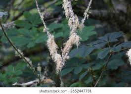 Attēlu rezultāti vaicājumam “Usnea hirta”