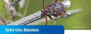 Attēlu rezultāti vaicājumam “Dermacentor reticulatus female”