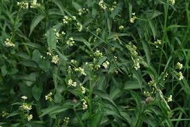 Attēlu rezultāti vaicājumam “Vincetoxicum hirundinaria fruit”