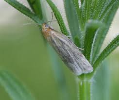 Attēlu rezultāti vaicājumam “Aphelia paleana larva”