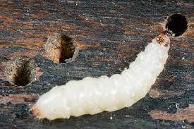 Attēlu rezultāti vaicājumam “Korynetes caeruleus”