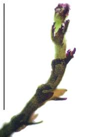 Attēlu rezultāti vaicājumam “Cephaloziella hampeana”