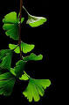 Ginkgo biloba - Wikipedia, the free encyclopedia