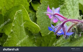 Attēlu rezultāti vaicājumam “Borago officinalis bud”