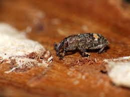 Attēlu rezultāti vaicājumam “Pissodes piniphilus”