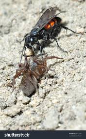 Attēlu rezultāti vaicājumam “Anoplius viaticus”