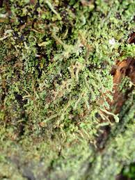 Attēlu rezultāti vaicājumam “Cladonia ramulosa”