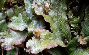 Attēlu rezultāti vaicājumam “Conocephalum”