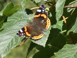 Attēlu rezultāti vaicājumam “Vanessa atalanta”