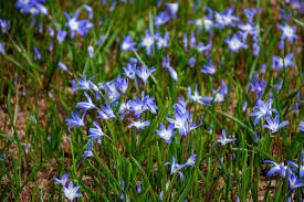 Attēlu rezultāti vaicājumam “Scilla luciliae”