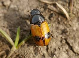Attēlu rezultāti vaicājumam “Aphodius subterraneus imago”