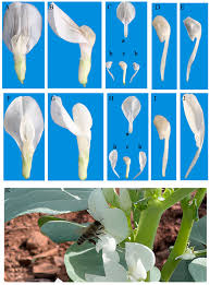 Attēlu rezultāti vaicājumam “Vicia faba flower”