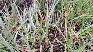 Attēlu rezultāti vaicājumam “Blysmus compressus leaf”