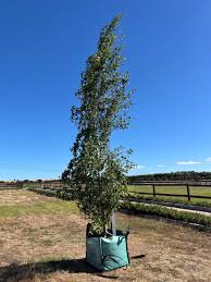 Attēlu rezultāti vaicājumam “Populus simonii”