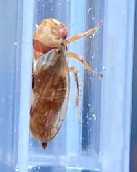 Attēlu rezultāti vaicājumam “Oncopsis sp.”