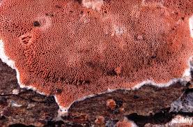 Attēlu rezultāti vaicājumam “Junghuhnia collabens”