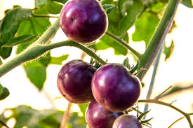 Afbeeldingsresultaat voor prudence purple tomato