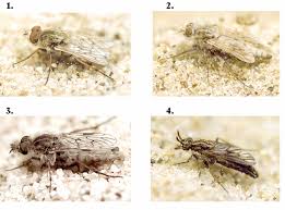 Attēlu rezultāti vaicājumam “Therevidae larva”