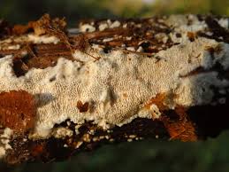 Attēlu rezultāti vaicājumam “Schizopora paradoxa”