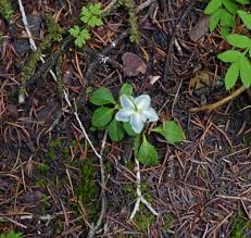 Attēlu rezultāti vaicājumam “Moneses uniflora bud”