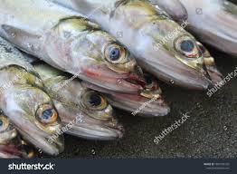 Image result for Elops saurus