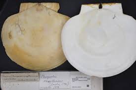 Image result for Placopecten magellanicus