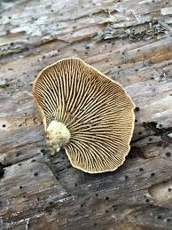 Attēlu rezultāti vaicājumam “Panellus stipticus”