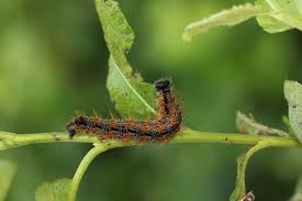 Attēlu rezultāti vaicājumam “Nymphalis xanthomelas larva”