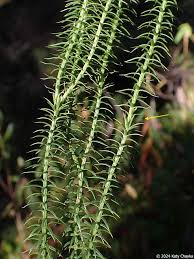 Attēlu rezultāti vaicājumam “Lignydium muscorum”