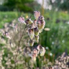 Attēlu rezultāti vaicājumam “Briza media flower”