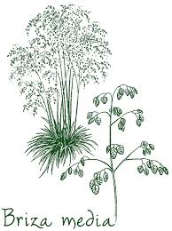 Attēlu rezultāti vaicājumam “Briza media flower”